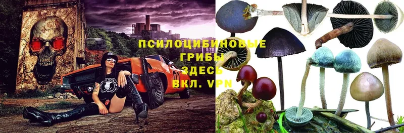 Псилоцибиновые грибы Psilocybe  Чистополь 